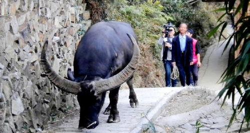 国产在线A 老牛视频,国产在线A领域的创新之作