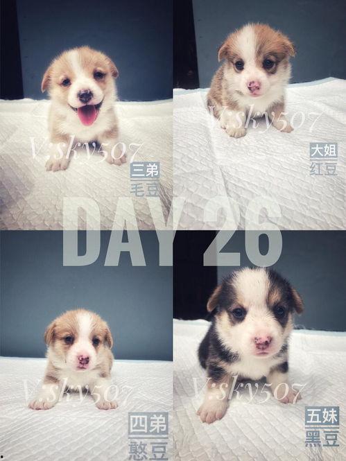 国产b站小奶狗视频,青春洋溢的治愈系魅力