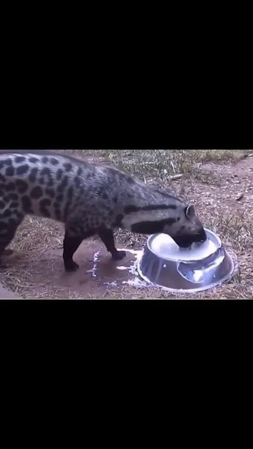 国产男人吃奶视频,揭秘真实情感与网络伦理边界